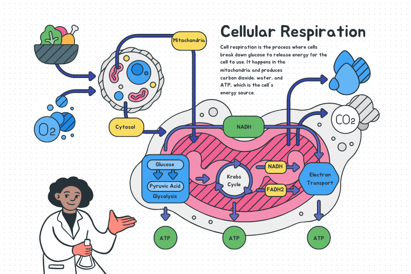 Course Image IB MYP Pure and Integrated sciences